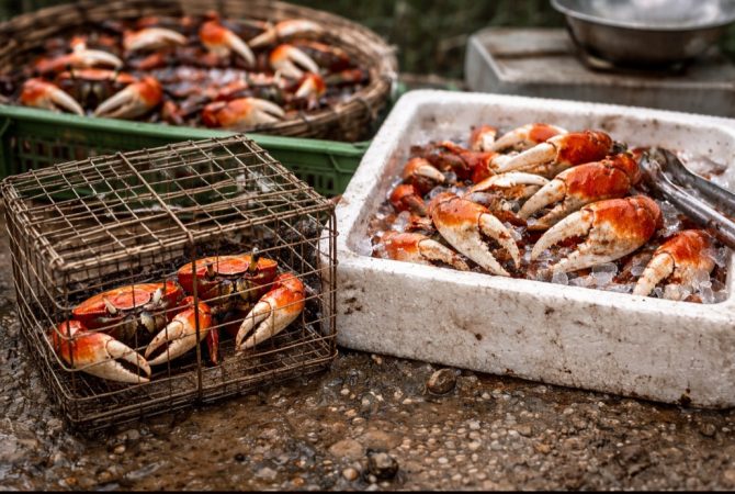 Defeso do caranguejo-uçá proíbe captura; entenda o período