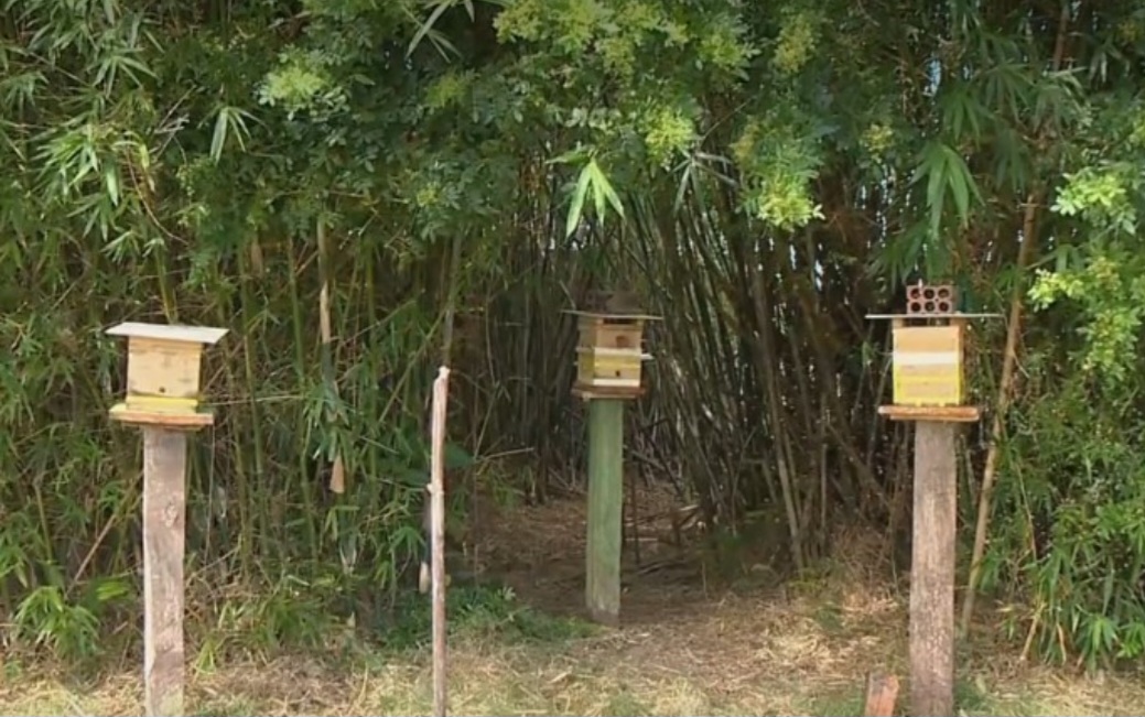A orientação é correr em zigue-zague protegendo rosto e pescoço, procurar um abrigo fechado ou mergulhar na  água.