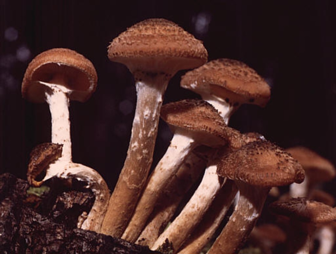 <p>No estado do Oregon, nos Estados Unidos, existe um fungo chamado Armillaria ostoyae cujo micélio cobre mais de 9 quilômetros quadrados. É considerado um dos maiores organismos vivos do planeta.</p>
