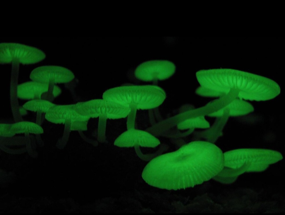<p>Além do tamanho, há espécies capazes de emitir luz própria. A bioluminescência é vista em fungos como o Mycena chlorophos, encontrado no Japão e no Brasil, que brilha em verde durante a noite.</p>
