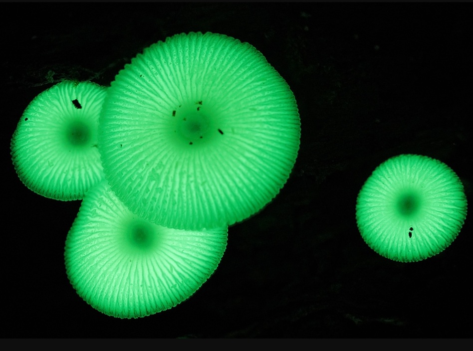 <p>Essa luminescência pode atrair insetos que ajudam a espalhar esporos, garantindo a reprodução da espécie. É um espetáculo natural que encanta cientistas e curiosos.</p>
