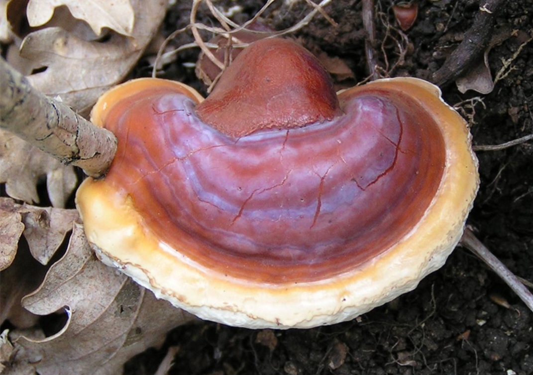 <p>Outras espécies, como o Ganoderma lucidum (conhecido como reishi), são estudadas por suas propriedades antioxidantes e pelo potencial em tratamentos contra câncer e doenças degenerativas.</p>
