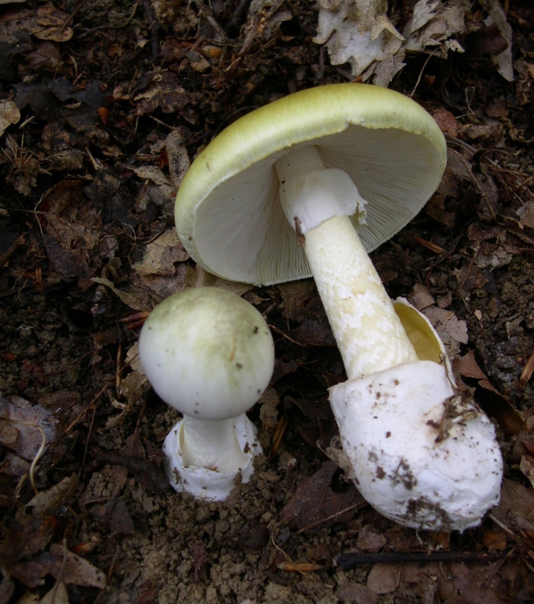 <p>Entretanto, nem todos são seguros: existem espécies altamente tóxicas, como a Amanita phalloides, conhecida como “cicuta-verde”, que pode ser fatal mesmo em pequenas quantidades.</p>
