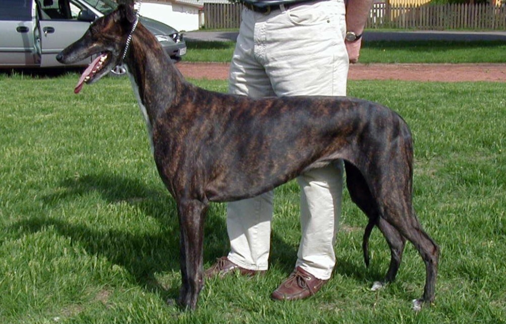 <p>Galgo Inglês (Greyhound): Conhecido pela velocidade, tem um corpo extremamente magro, musculoso e aerodinâmico.</p>
