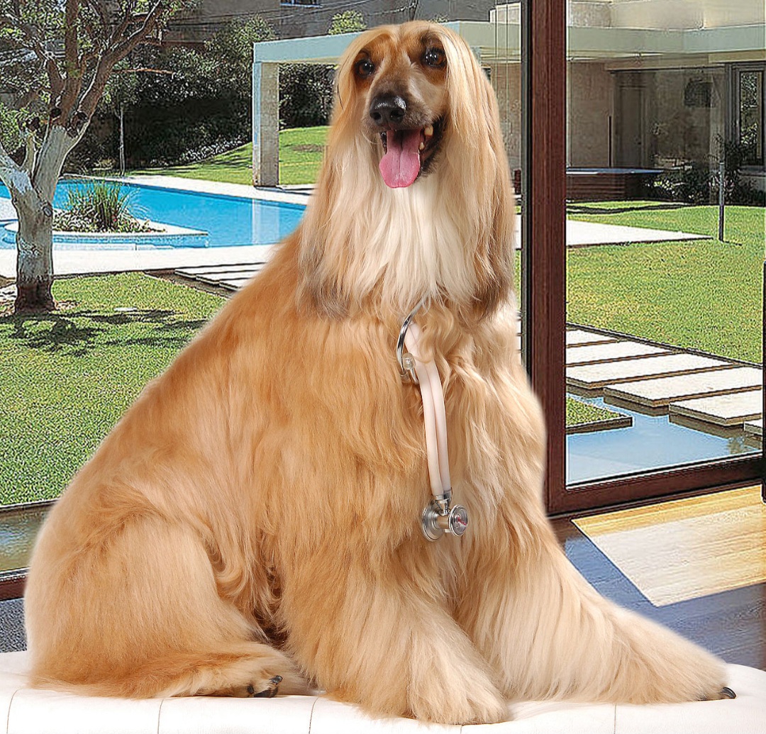 <p>Galgo Afegão (Afghan Hound): É um cão de porte nobre e elegante, com pelagem longa e sedosa. É independente, leal e pode ser reservado com estranhos, mas é afetuoso e brincalhão com a família.</p>
