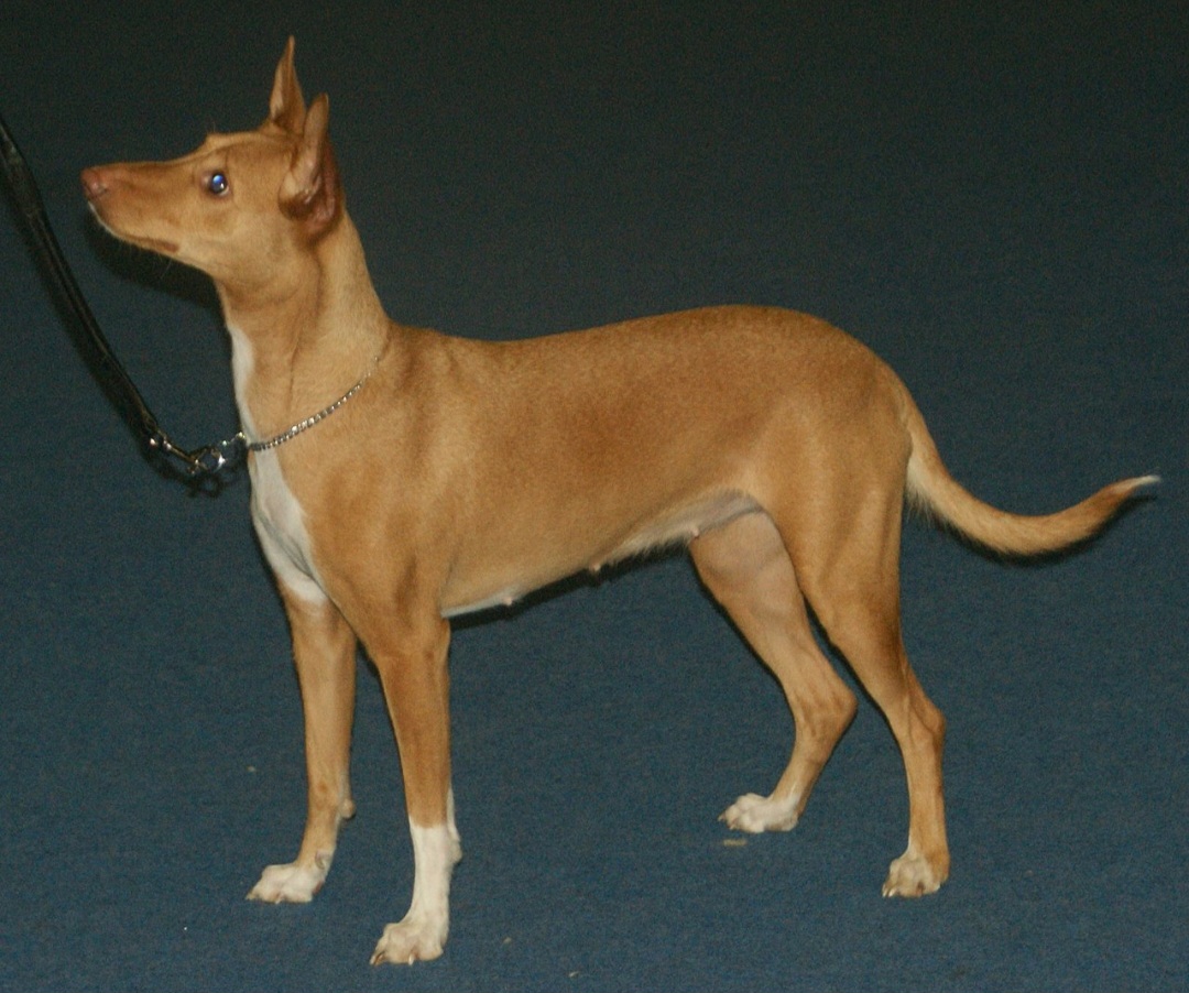 <p>Podengo Português: É um cão ágil, enérgico e muito versátil, usado tradicionalmente na caça. É alerta, leal e adaptável, com uma natureza curiosa e excelente instinto de caça.</p>
