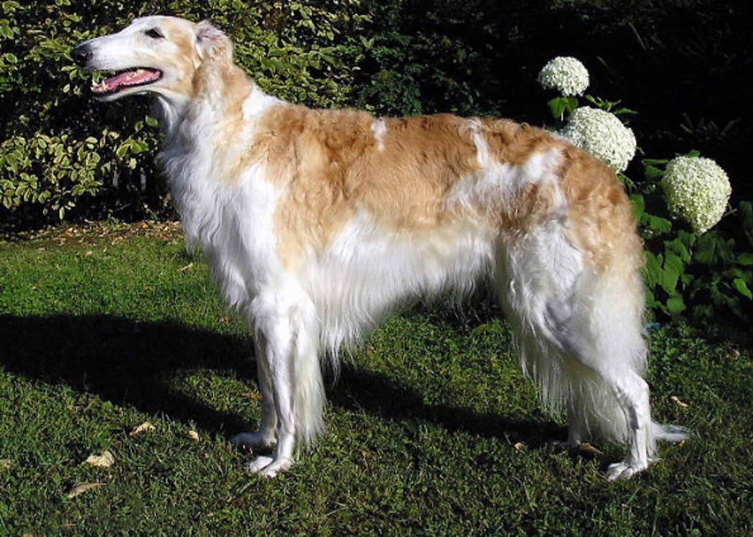 <p>Borzoi: Este cão de origem russa tem porte elegante e pelagem longa. É conhecido por sua velocidade e graça. É calmo, afetuoso e um pouco independente, sendo reservado com estranhos, mas muito leal à família.</p>
