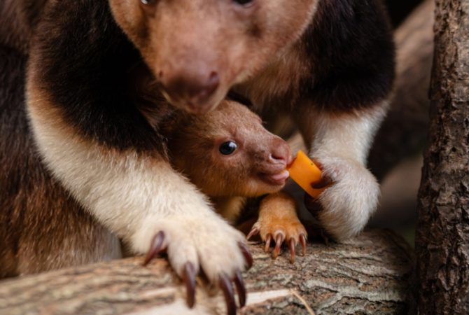 Espécie rara de canguru nasce na Inglaterra e renova esperança contra a extinção