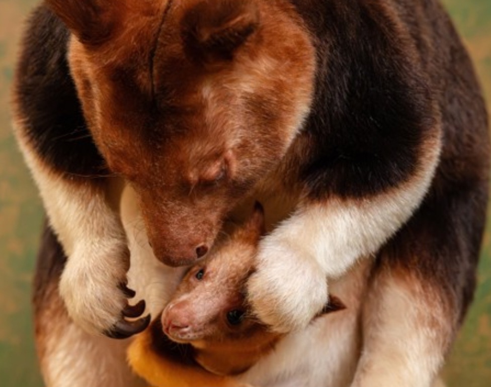 <p>O evento ganhou simbolismo global porque o nascimento supera fragilidades biológicas e oferece um raro sinal de esperança contra o declínio populacional dessa espécie, cuja sobrevivência está em risco devido à perda de habitat e ao perigo de extinção</p>
