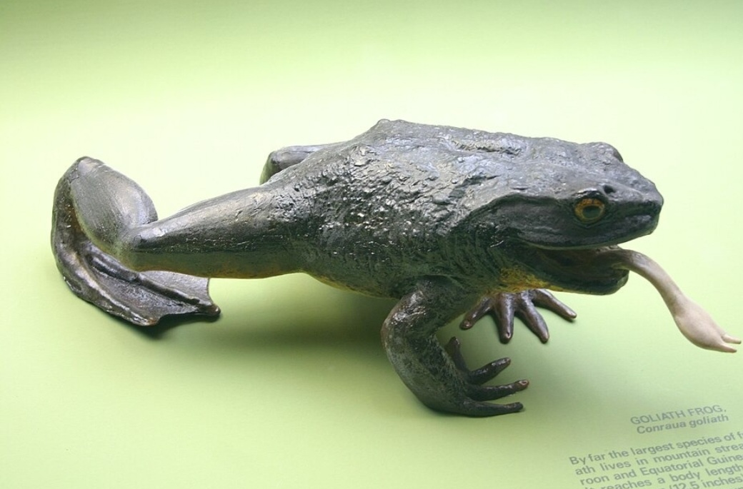 <p>A rã-golias está ameaçada principalmente pela perda de habitat, causada pelo desmatamento e pela poluição dos rios onde vive. Além disso, sofre com a caça para consumo humano e o comércio ilegal, o que reduz ainda mais sua população na natureza.</p>
