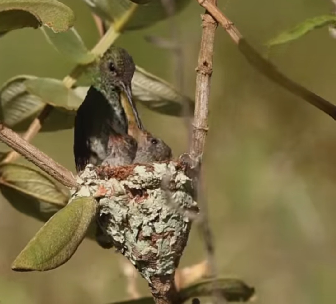 <p>Mesmo diante de um predador maior e inesperado, a ave não se intimidou. O vídeo foi postado pelo fotógrafo Leonardo Casadei nas redes sociais</p>
