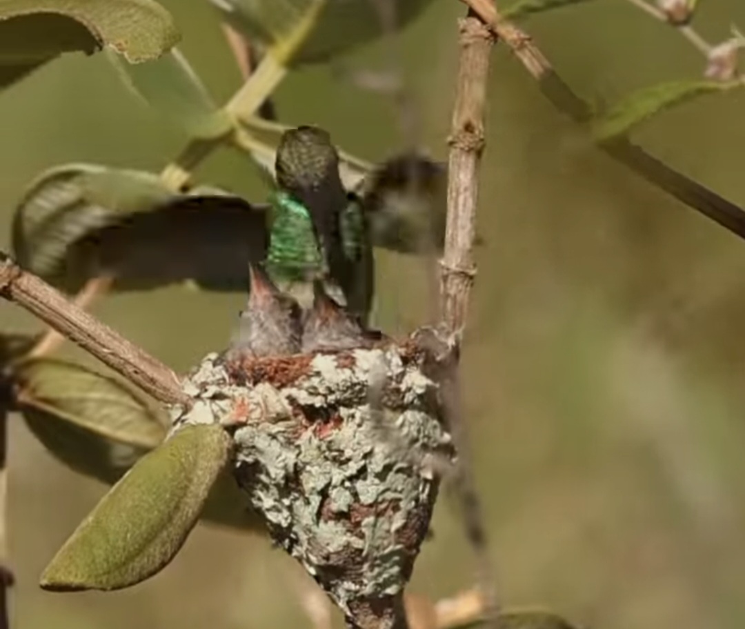 <p>Ela tentava afastar a cobra e ia até o ninho para acolher os filhotes. Esse comportamento ilustra a intensa dedicação da fêmea em defender seus jovens.</p>
