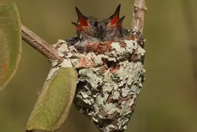 Mamãe beija-flor não se intimida diante de cobra e protege os filhotes no ninho