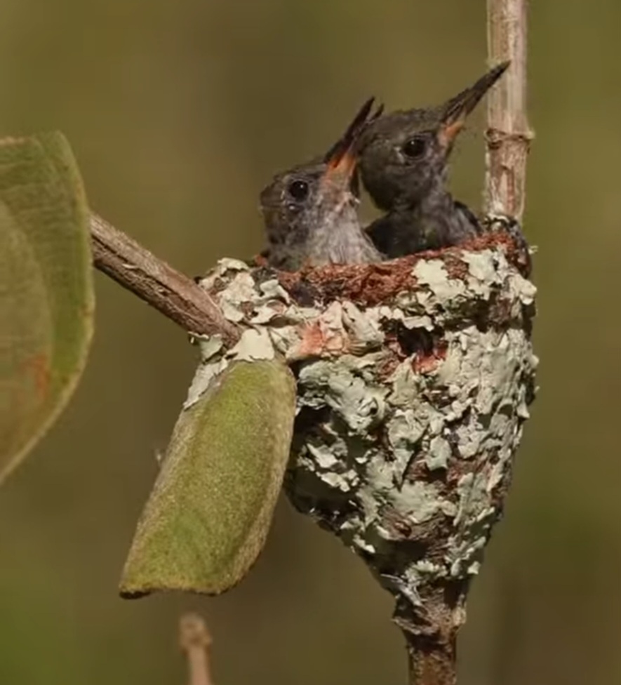 <p>Esse tipo de reação é um exemplo notável dos mecanismos naturais de proteção dos filhotes em ambientes selvagens nos quais a luta pela sobrevivência não para.</p>
