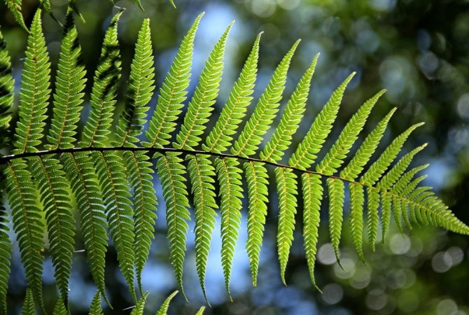 Plantas que se destacam pelas belas folhagens