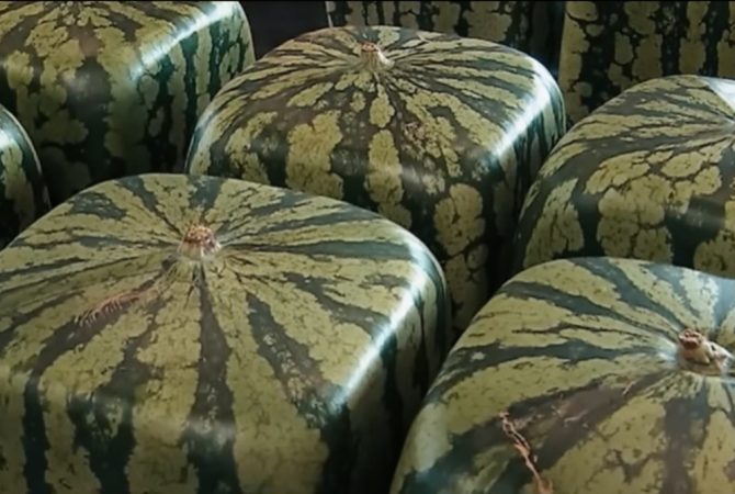 Melancia quadrada: como surgiu a fruta que desafia a natureza