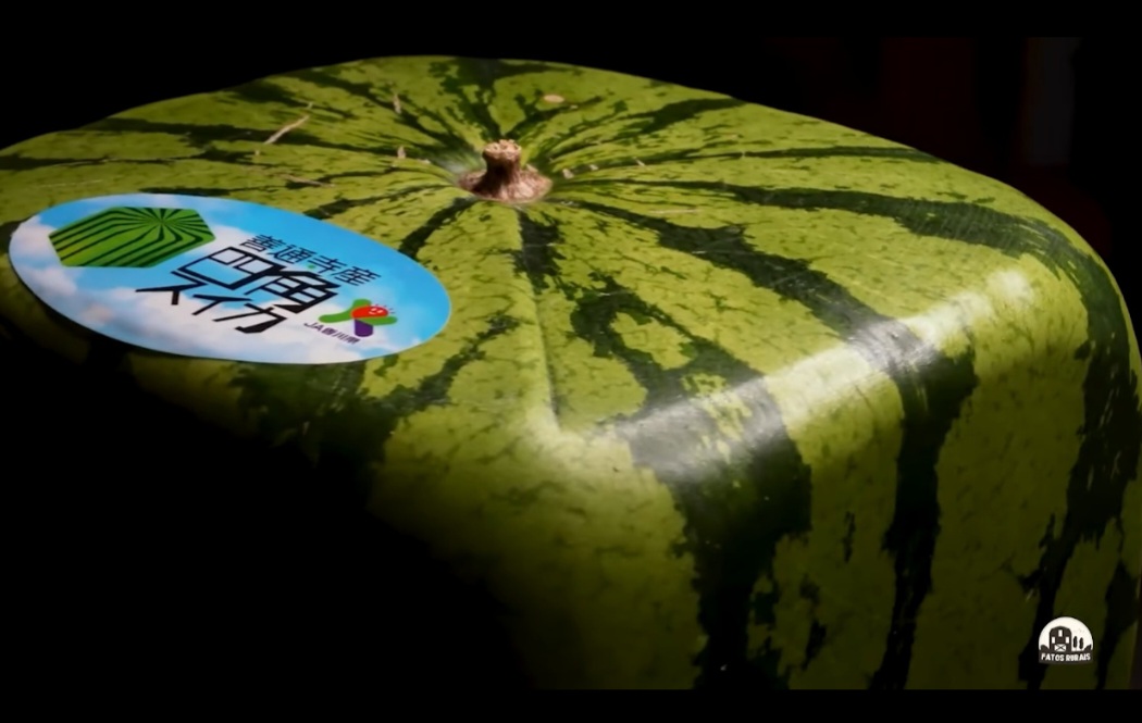 <p>Essa ideia inusitada atravessou continentes e acabou inspirando agricultores do interior do Ceará a experimentar a técnica em suas lavouras, adaptando o conceito japonês ao clima e à realidade local.</p>
