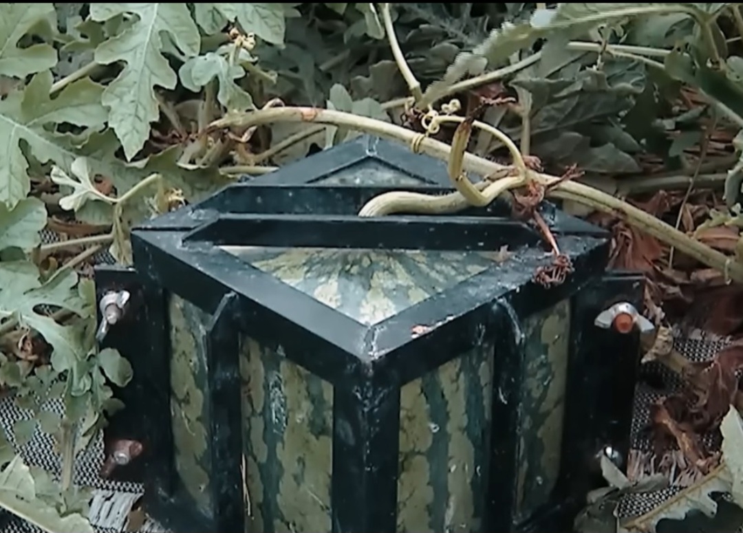 <p>O segredo para que a melancia fique quadrada está em colocá-la, ainda pequena, dentro de uma fôrma rígida enquanto cresce, forçando-a a tomar a forma do molde sem modificar geneticamente a fruta  e sem usar química.</p>
