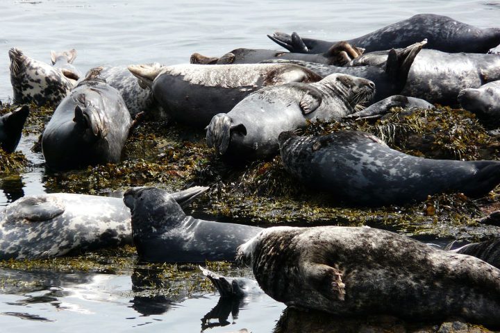Atualmente, além dos poucos moradores humanos, a ilha é lar de cerca de 200 focas-cinzentas e 300 ovelhas, além de voluntários e trabalhadores sazonais que passam períodos no local.