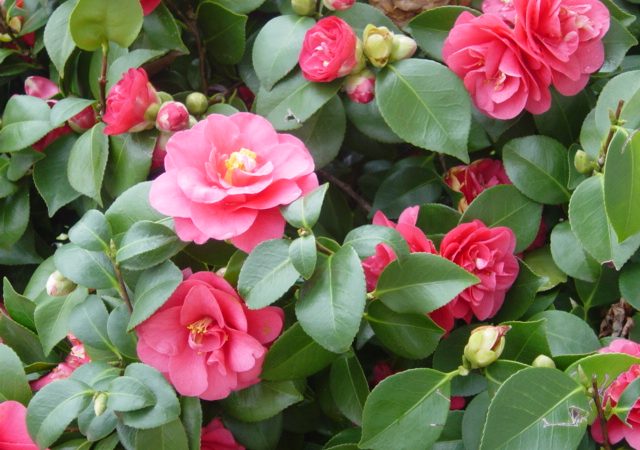 Camélias: a flor que uniu beleza, história e transformação social