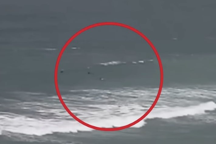 Sequência de ataques de tubarão em Sydney fazem autoridades interditarem praias – Reprodução