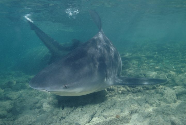 <p>Além disso, os cabeças-chata são extremamente territoriais e imprevisíveis, características que contribuem para seu alto número de incidentes com humanos.</p>
