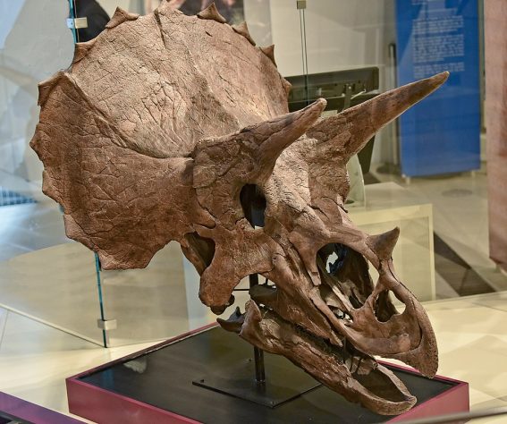 Triceratops, fóssil dinossauro – Wikimedia Commons/Mykola Swarnyk
