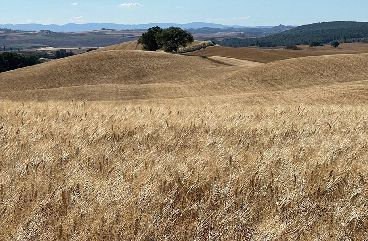 <p>Campos de trigo, vinhedos e oliveiras dominam a paisagem agrícola. A fauna inclui javalis, alces e aves típicas da Toscana. Essa biodiversidade reforça o equilíbrio entre natureza e atividade humana. Portanto, o Vale de Orcia é também um refúgio ecológico.</p>
