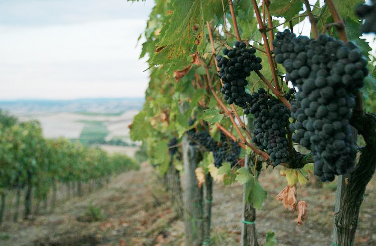 <p>Montalcino é célebre por produzir o renomado vinho Brunello di Montalcino, considerado um dos melhores do mundo. Suas vinícolas preservam técnicas tradicionais, mas também inovam em qualidade. Além disso, o vilarejo medieval oferece vistas panorâmicas do vale.</p>
