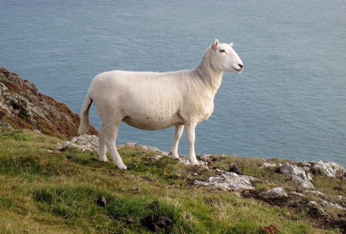 Ynys Enlli, ilha do País de Gales – Welsh Mountain Ewe, Bardsey Island by Rude Health