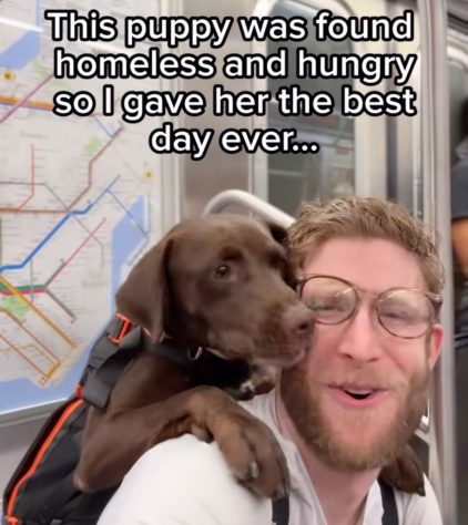 Bryan Reisberg, influenciador passeia com cães abandonados em mochilas pelas ruas de Nova York e 