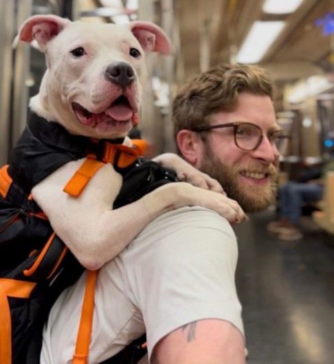 A estratégia é tão simples quanto criativa: ele coloca os animais em uma mochila adaptada e percorre as áreas mais badaladas de Nova York com uma placa que diz “adote-me”.