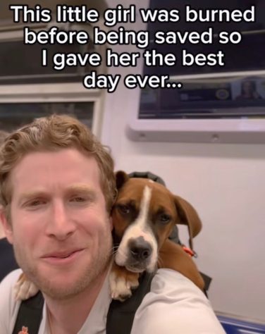 Bryan Reisberg, influenciador passeia com cães abandonados em mochilas pelas ruas de Nova York e 