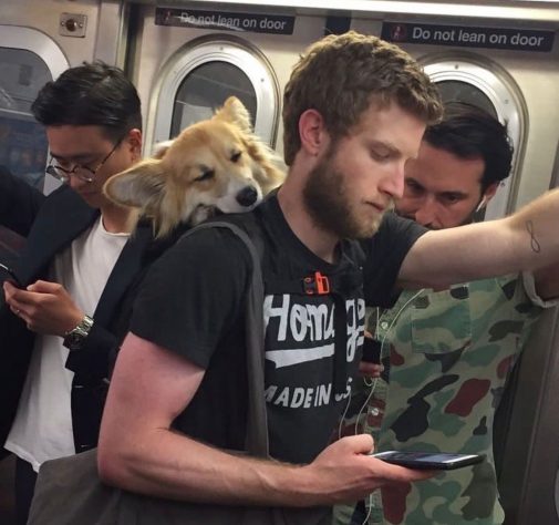 Bryan Reisberg, influenciador passeia com cães abandonados em mochilas pelas ruas de Nova York e 