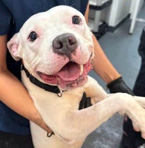 Em cada publicação, ele descreve o perfil comportamental do animal, o que facilita a identificação de possíveis interessados. 