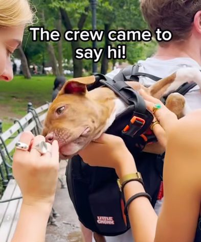 Bryan Reisberg, influenciador passeia com cães abandonados em mochilas pelas ruas de Nova York e 