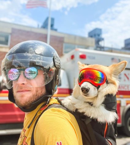 Bryan Reisberg, influenciador passeia com cães abandonados em mochilas pelas ruas de Nova York e 