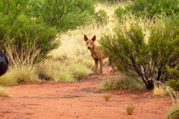 Dingo (cão selvagem australiano) – Wikimedia Commons/caccamo