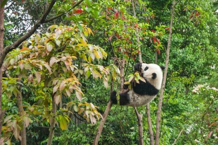Panda-gigante chinês – Chester Ho/Unsplash