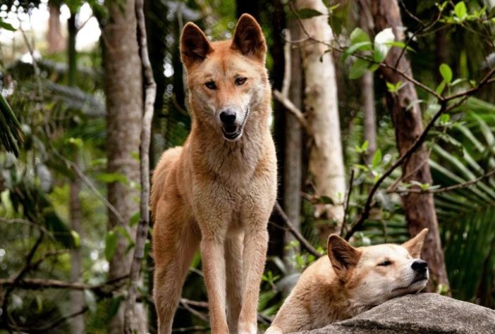 Dingo (cão selvagem australiano) – Pixabay