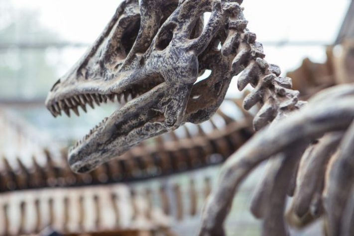 Fóssil de dinossauro – EESOFUFFZICH/Unsplash