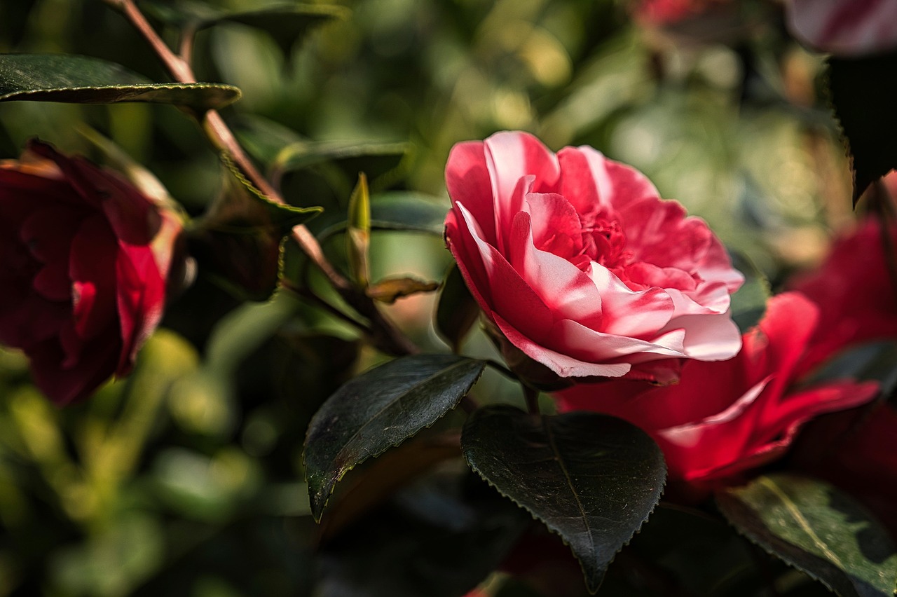 <p>As flores podem ser simples, semidobradas ou totalmente dobradas. Algumas variedades lembram rosas pela sobreposição delicada das pétalas.</p>
