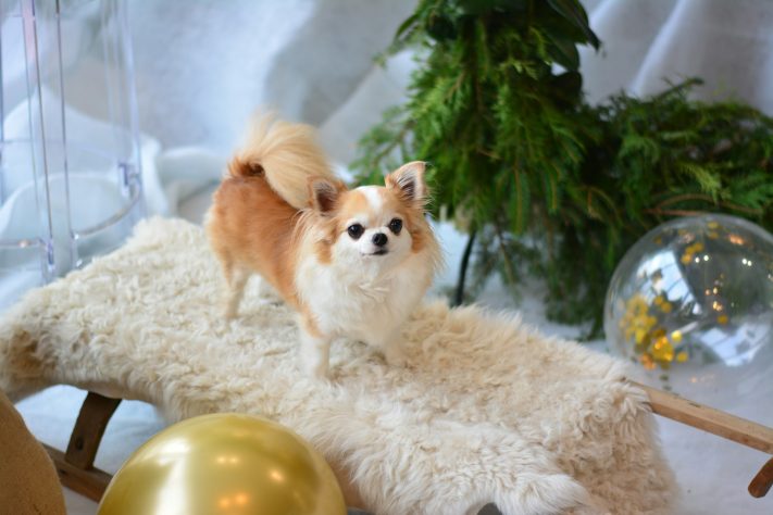 Chihuahua, cachorro – FLOUFFY/Unsplash