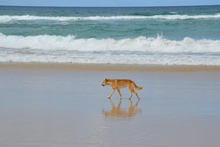 Dingo (cão selvagem australiano) – Karlel/Pixabay