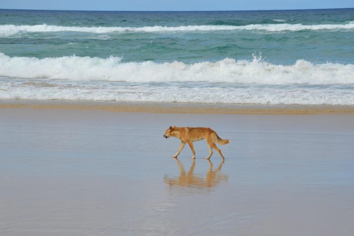 <p>Em 2023, um menino de 10 anos foi mordido e arrastado para a água por animais da espécie enquanto caminhava em uma praia. Por sorte, ele foi salvo pela mãe e sofreu apenas ferimentos leves.</p>
