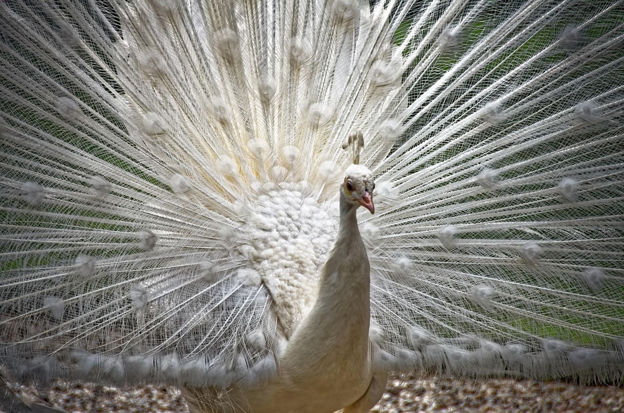 A existência do pavão branco ajuda a entender que a exuberância da ave não depende apenas das cores. Nesse caso, a plumagem clara é resultado de uma condição genética chamada leucismo, que reduz a pigmentação sem alterar o comportamento ou a estrutura das penas.