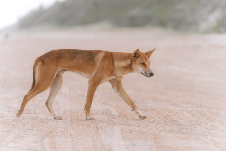 <p>Algumas semanas depois, duas turistas foram atacadas por dingos no mesmo local.</p>
