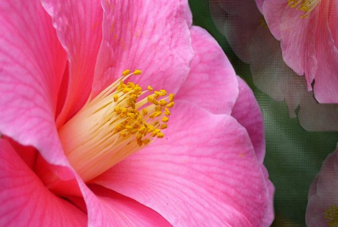Camélia: flor elegante inspirou clássico da literatura