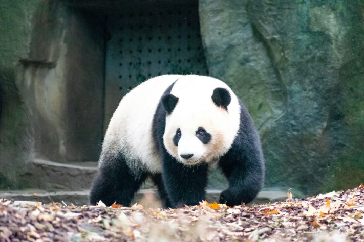 Panda-gigante chinês – Yu Wang/Unsplash