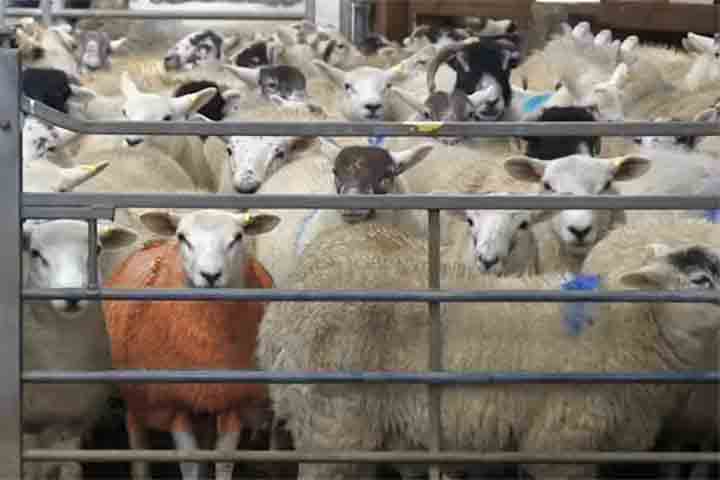 <p>A singularidade visual reduziu drasticamente a possibilidade de misturar as ovelhas furtadas a outros rebanhos. AlÃ©m disso, transportar ou revender animais tÃ£o diferentes se tornou arriscado, jÃ¡ que qualquer observador poderia perceber a irregularidade.</p>
